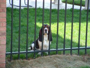 Dog behind steel fence
