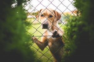 Yellow lab behind aluminum chain link fence