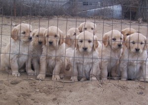 Puppies behind metal fence