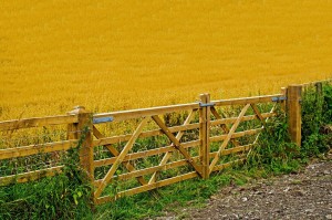 Wood farm fence with wood fate
