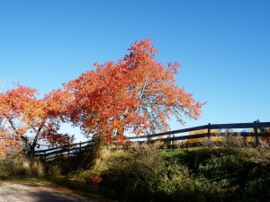 Autumn tree above wood farm fence