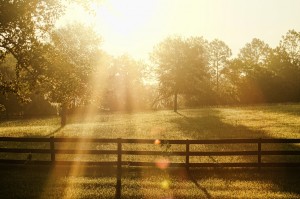 Wood Farm Fence at day break