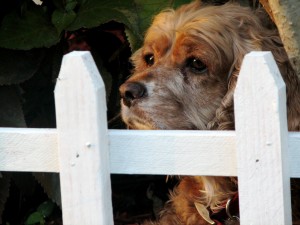 Dog looking through white picket wood fence