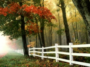 White Wood Fence through forest in early morning