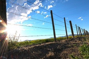 Farm fence barbed wire