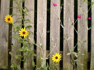 Wood Picket Fence with Sunflowers