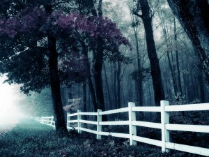 White wooden fence in the forest