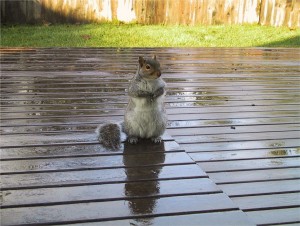 Squirrel on Stained Wood Deck